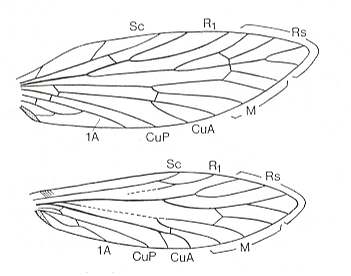 types of wings